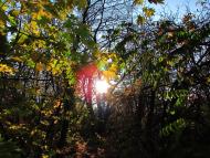 Широка Дача з panoramio.com