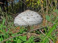 Олександро-Степанівка - Останні фото