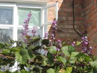 Лебедин з panoramio.com