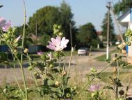 Шестовиця з panoramio.com