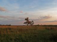 Горошине з panoramio.com