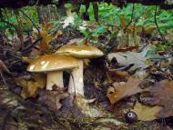 Завій з panoramio.com