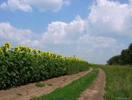 Свистунове - Останні фото