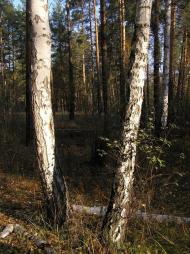 Ямпіль з panoramio.com