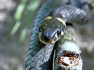 Сухоліси з panoramio.com