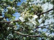 Ківшарівка з panoramio.com