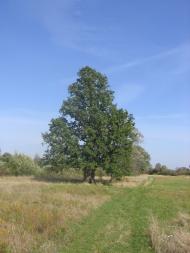 Макалевичі - Останні фото
