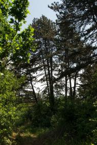 Зелений Гай з panoramio.com