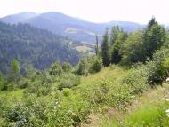 Ужок з panoramio.com