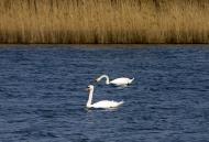 Михайлівка з panoramio.com