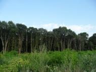 Бухни з panoramio.com