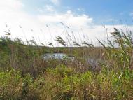 Горошине з panoramio.com