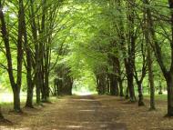 Оріхівка з panoramio.com