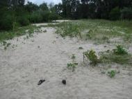 Глоди з panoramio.com