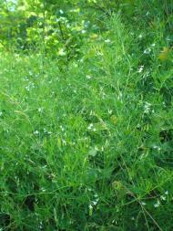 Дронівка з panoramio.com