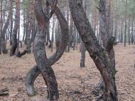 Куп'янськ-Вузловий з panoramio.com