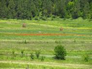 Маркова з panoramio.com