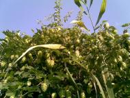 Цюрупинськ з panoramio.com (ч.2)