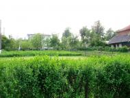 Черниця з panoramio.com