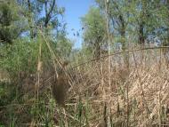 Яськи з panoramio.com