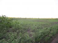 Мирівка з panoramio.com