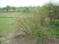 Дроздні з panoramio.com