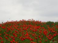 Федорівка - Останні фото