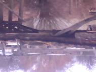 Поляна - Останні фото