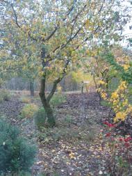 Червоне - Останні фото