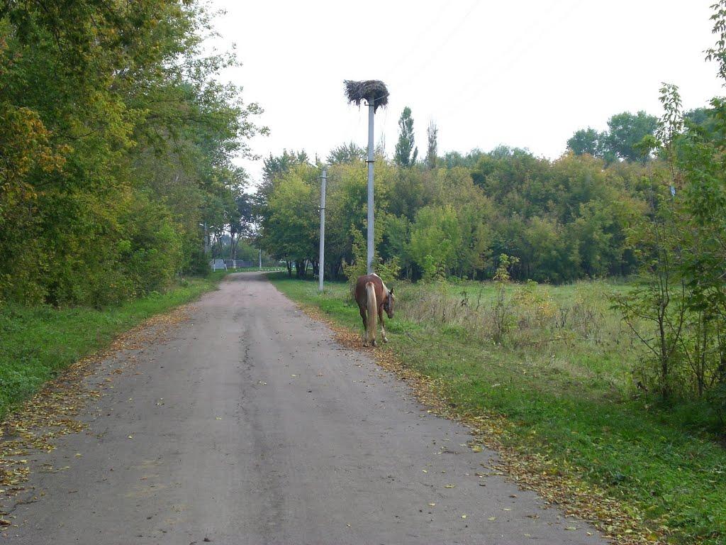 Усівка з panoramio.com - Usivka