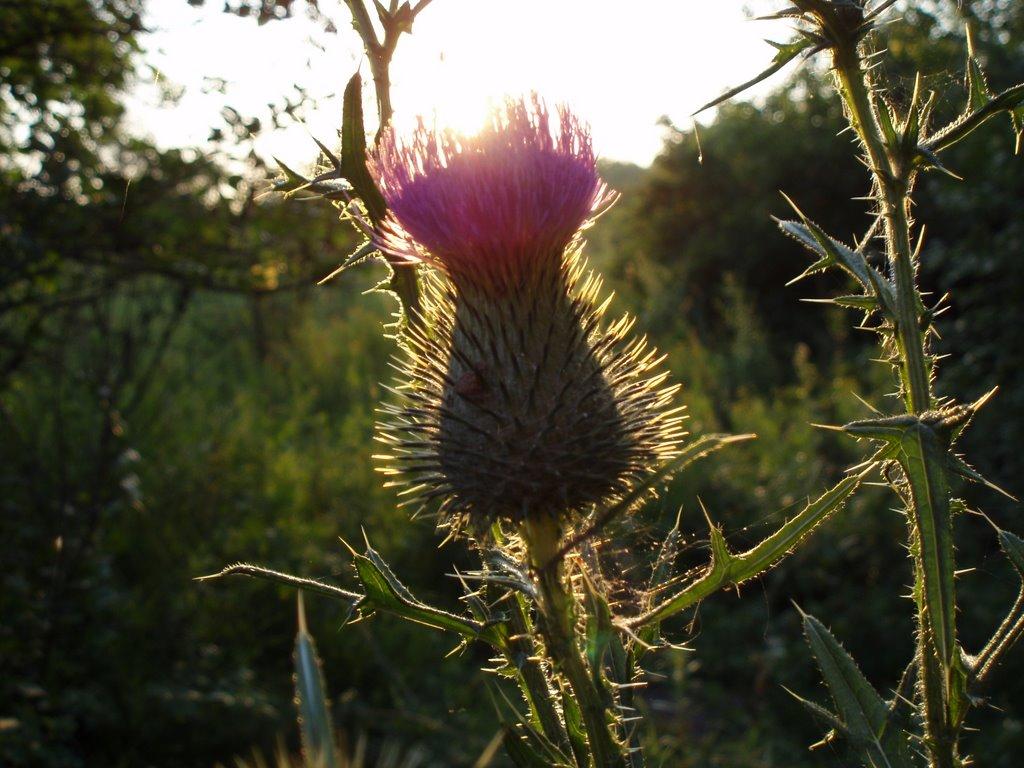 Дронівка з panoramio.com - Дроновка
