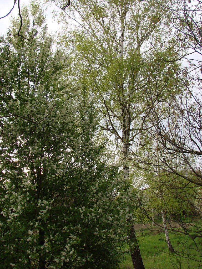 Снятин з panoramio.com - Снятын