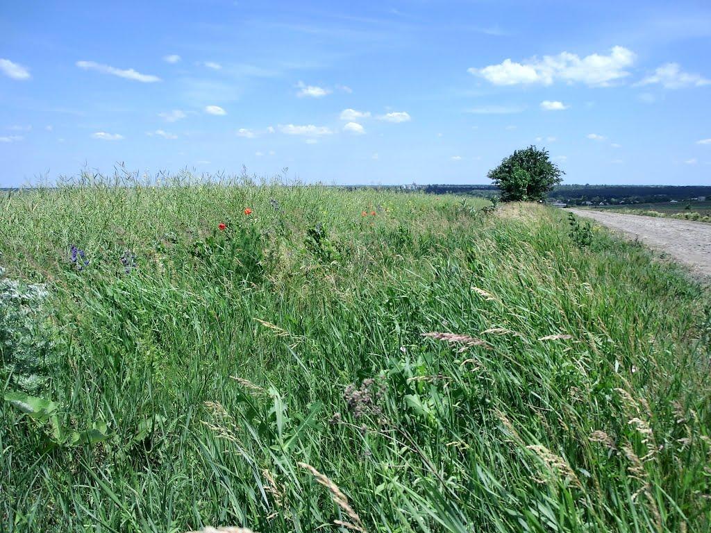 Войнівка з panoramio.com - Войнівка
