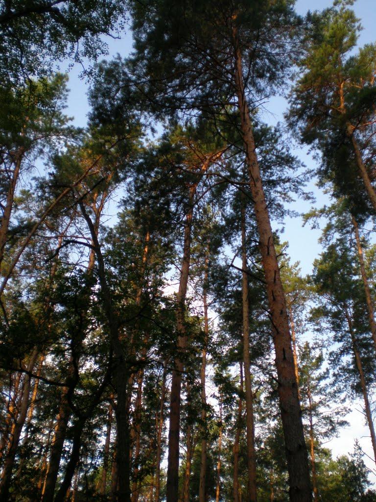 Пересипки з panoramio.com - Пересипки