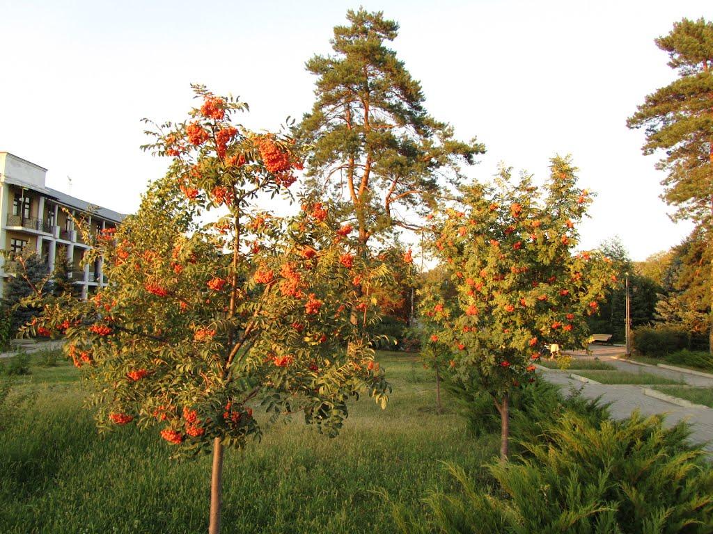 Щурове з panoramio.com - Щурово