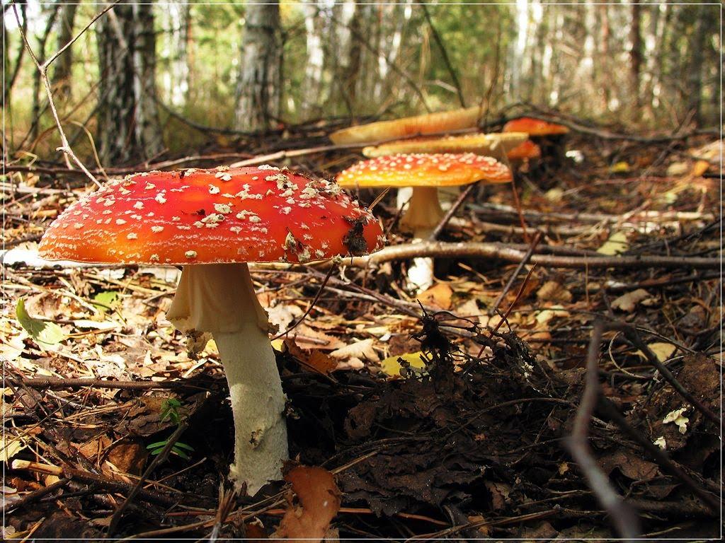 Буди з panoramio.com - Буды