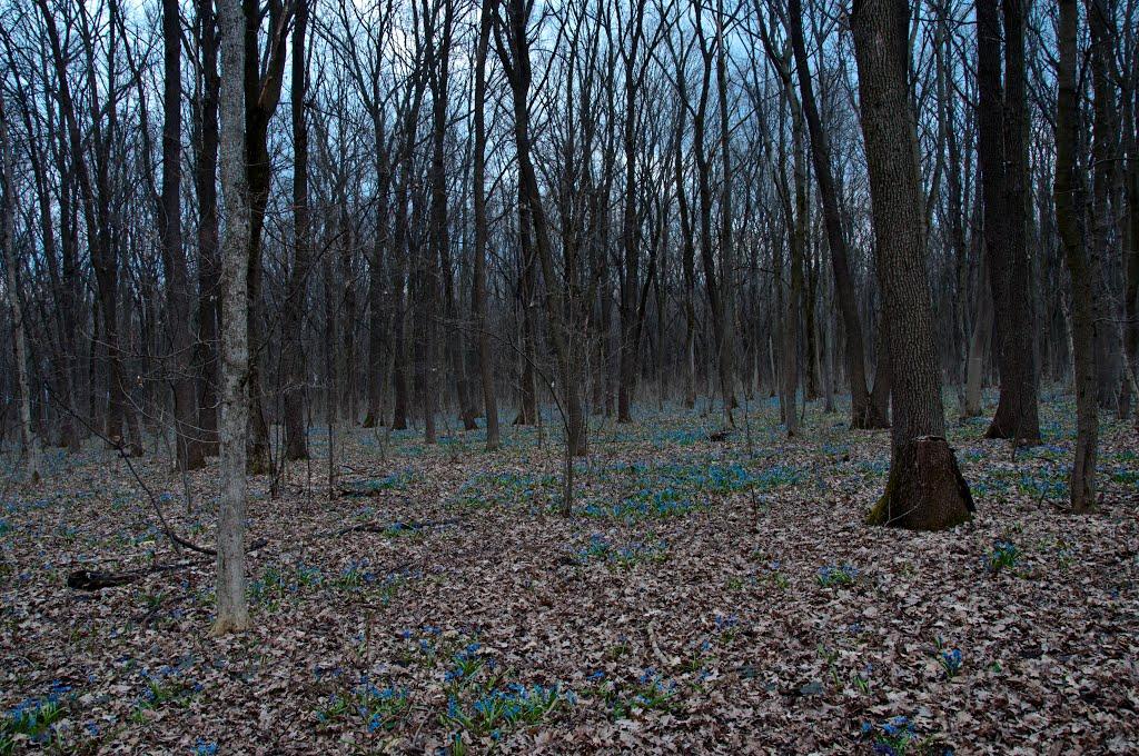 Диканька з panoramio.com - Диканька