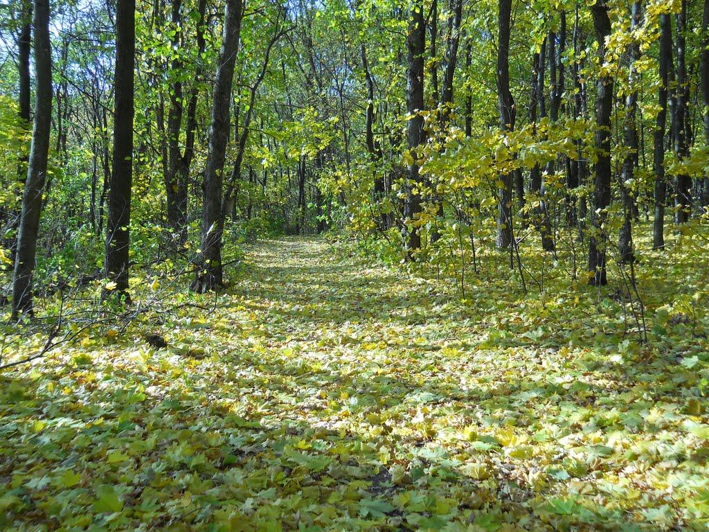 Глухів з panoramio.com - Глухів