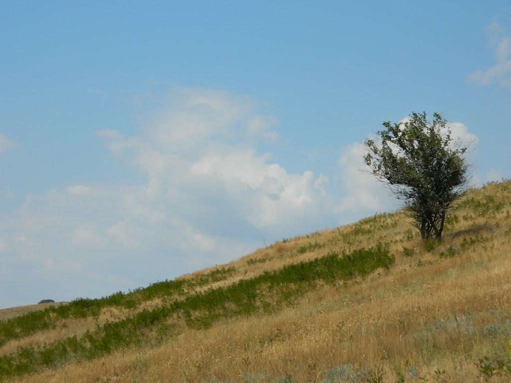 Виноградне з panoramio.com - Виноградне