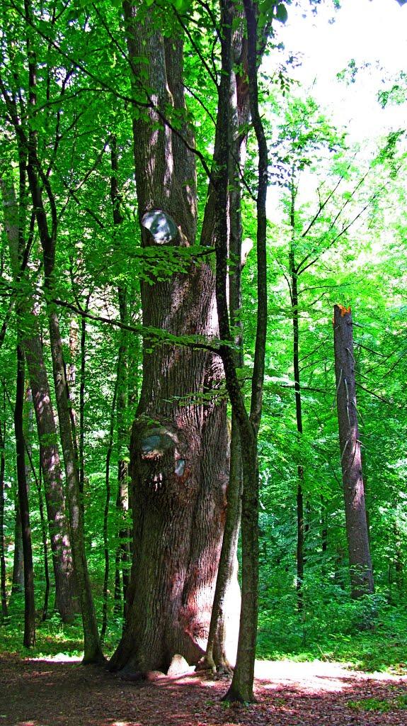 Карпати з panoramio.com - Карпаты