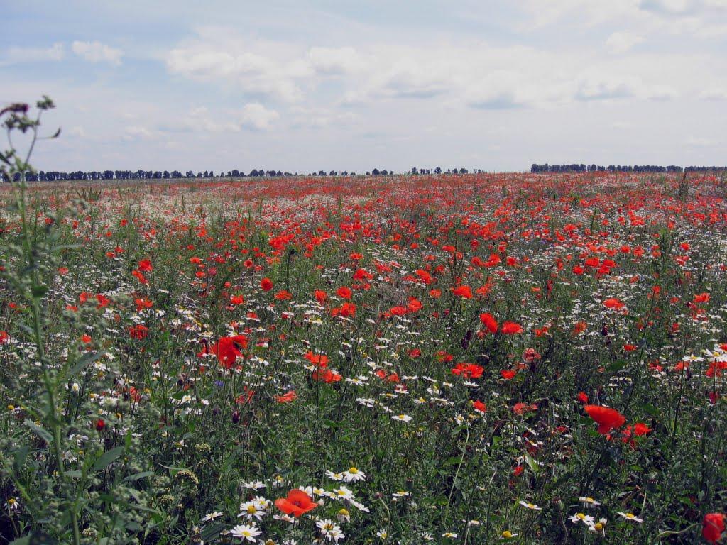Волиця з panoramio.com - Волиця