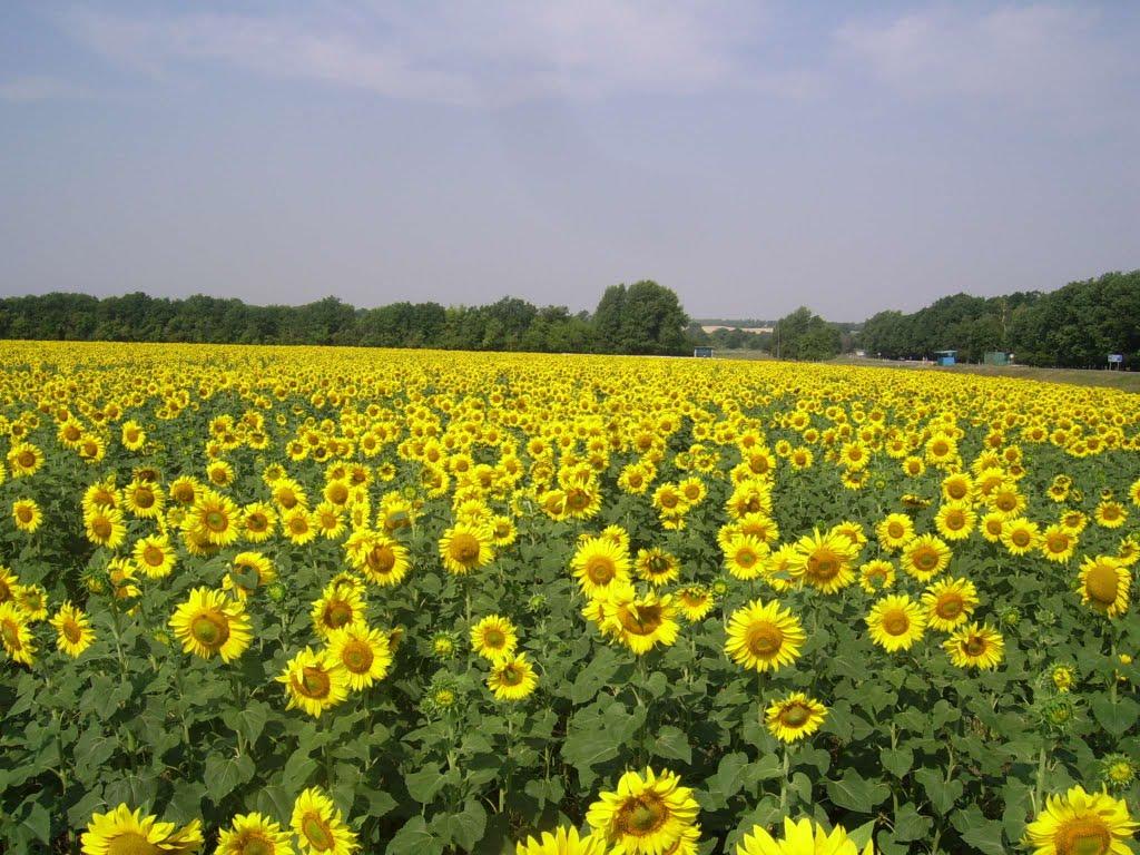 Лісна Поляна з panoramio.com - Лісна Поляна