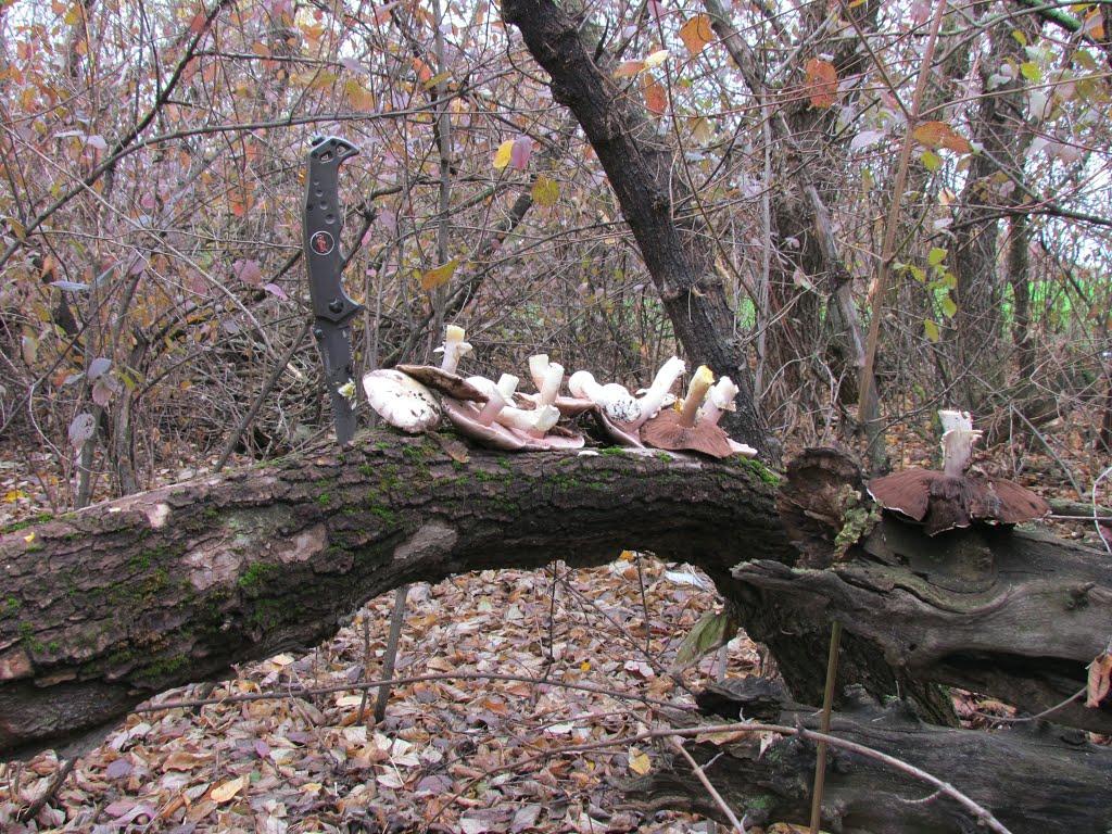 Широка Дача з panoramio.com - Широка Дача