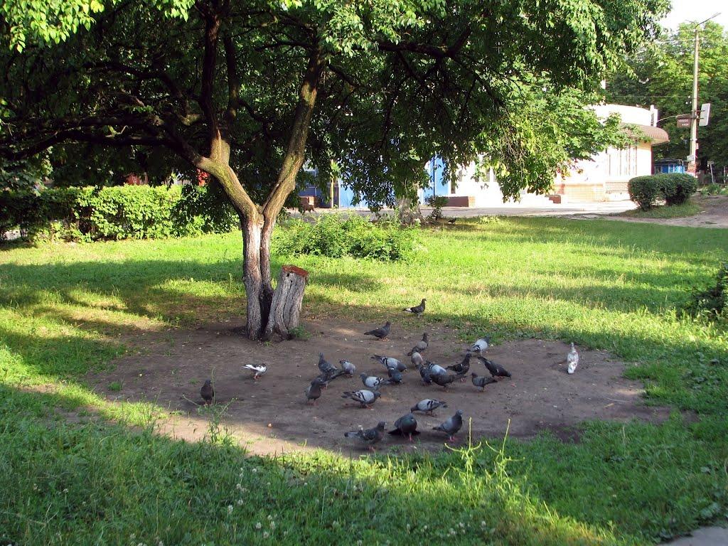 Фастів з panoramio.com (ч.2) - Фастов