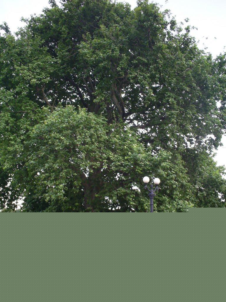 Соколине з panoramio.com (ч.2) - Соколиное