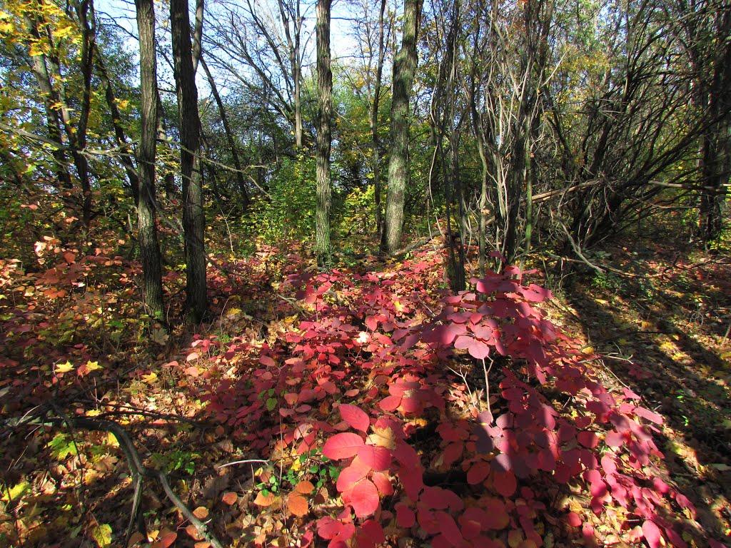 Широка Дача з panoramio.com - Широка Дача