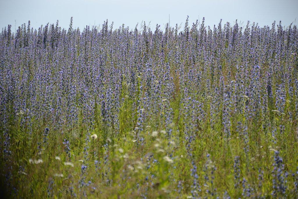 Грабарівка з panoramio.com - Грабарівка