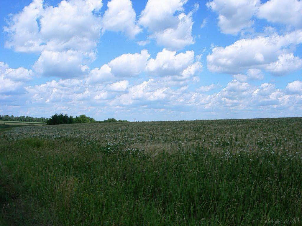 Степове з panoramio.com - Степове