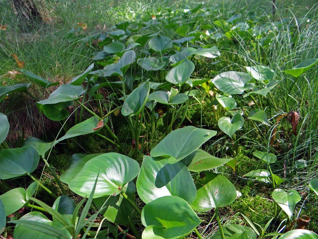 Маховики з panoramio.com - Маховики