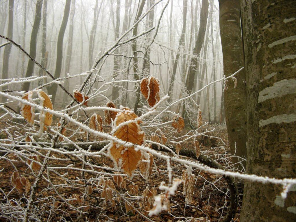 Багате з panoramio.com - Багате